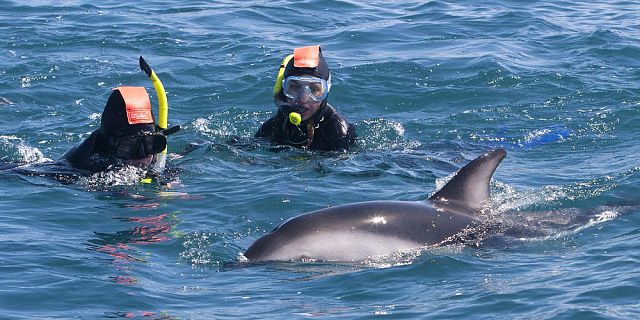 Exclusive day package swimming with dolphins lunch quad (1)